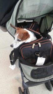 Poppie in her travel bag, head sticking out.