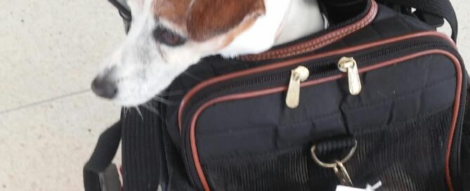 Poppie in her travel bag, head sticking out.