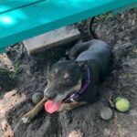 Stellar laying in a dug hole in the yard.