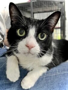 Sylvester looking into the camera.