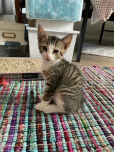 Willie sitting on the rug on the floor.