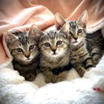 Ariel, Belle and Maui together, facial view, on a bed.