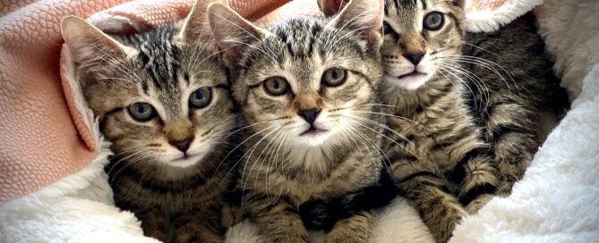 Ariel, Belle and Maui together, facial view, on a bed.