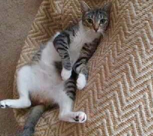 Biscuit laying on his side back legs open on the couch.