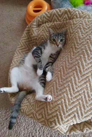 Biscuit laying on his side back legs open on the couch.