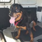 Bruiser all smiles, tongue handing out int the back of his Woof Pack leader's vehicle, sitting position body view.