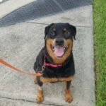 Bruiser sitting posing for the camera on the sidewalk.