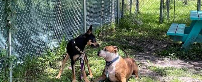 Cesar layingdown, Trixie standing partially overhim.