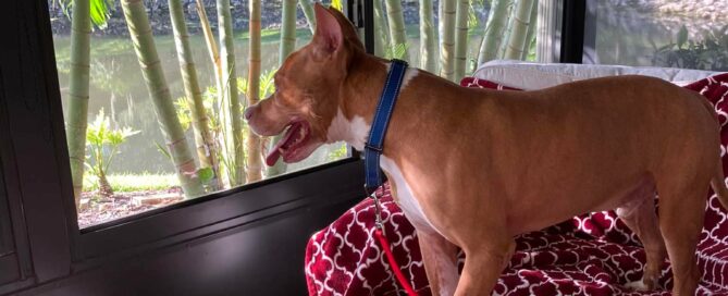 Cowboy on the chair looking out a large window in his Woof Pack leader's home.