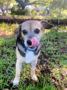 Dakota sitting tongue out.