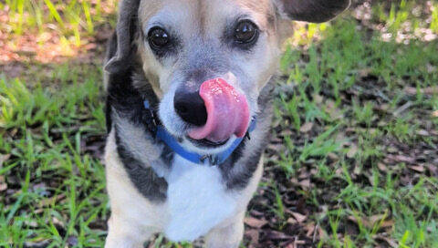 Dakota sitting tongue out.