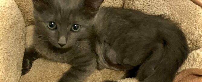 Hermione laying on a cushion looking at the camera.