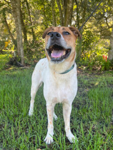 Front view, smiling, of standing Kricket.