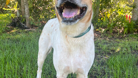 Front view, smiling, of standing Kricket.