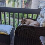 Lily sleeping on the lanai of her foster home.