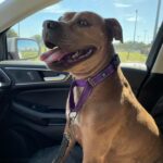 Lily, smiling, sitting in the passenger seat of a volunteer vehicle.