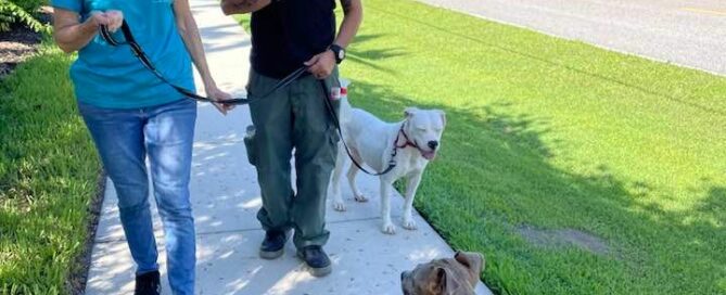 Rafi walking Millie, Judy by his side and Scarlett approaching