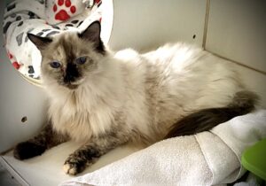 Patches laid on a kitty bed, looking at the camera.