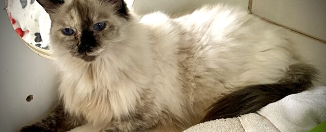 Patches laid on a kitty bed, looking at the camera.