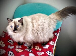 Patches standing on a bed, side body view.