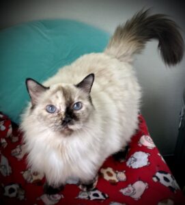 Patches standing on a table looking at the camera.