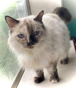 Patches standing on the window ledge looking at the camera.