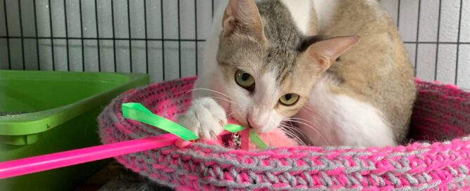 Penelope playing with a feather while laying on her bed.