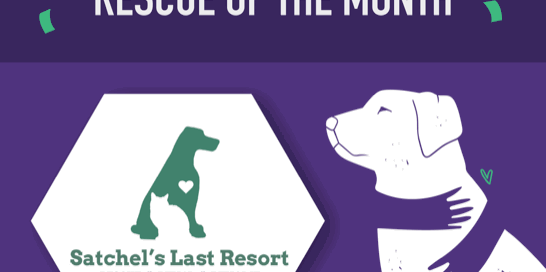 Flyer - congratulations to July's Rescue of the Month with Satchel's logo.