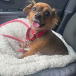 Princess sitting on a bed in the car, looking at the camera, all smiles.