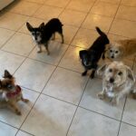 Princess in the kitchen with her 4 canine siblings in the foster home.