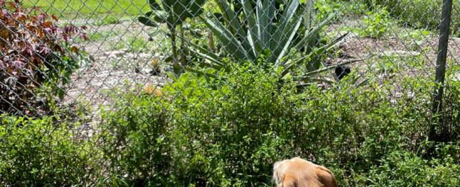 Bernie enjoying the view under the Culverhouse Community Garden.