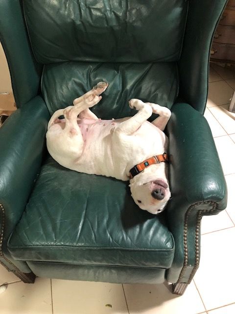 Blanca on her back in a chair.