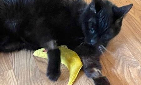 Boddah laying on the floor with a toy looking at the camera.