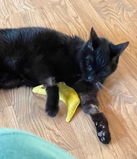 Boddah laying on the floor with a toy looking at the camera.