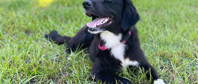 CK laying in the grass.