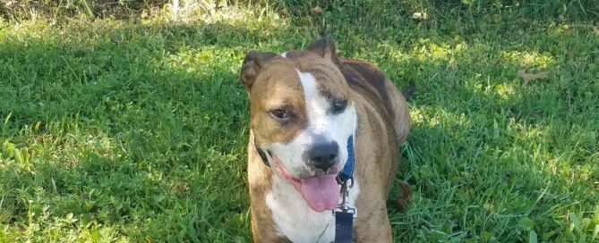 Cesar layed down in the park.