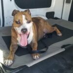 Cesar smiling laid down in the back of the vehicle on the way back to the shelter.