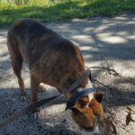 Cesar sniffing something in the ground.