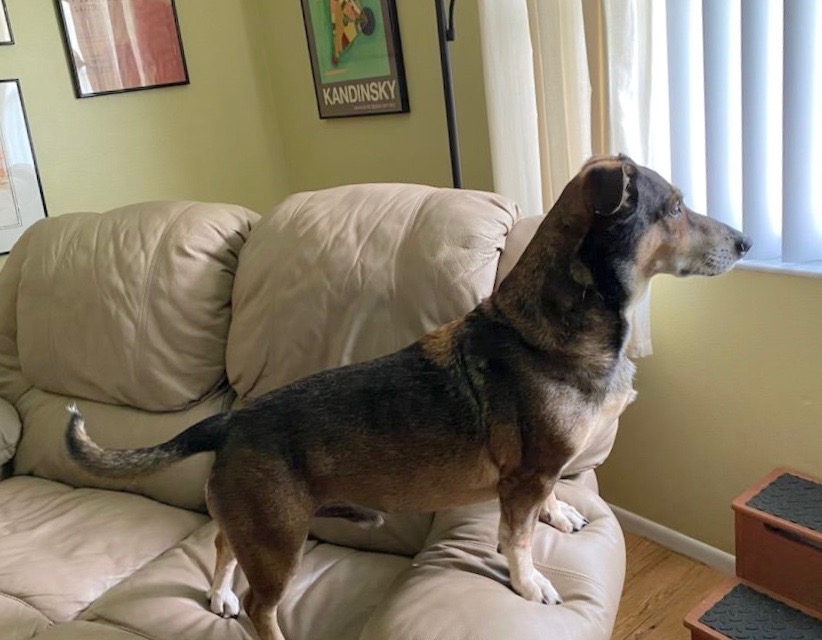 Cheech looking out of the window, standing on the couch arm.