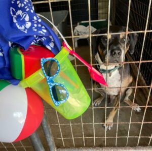 Chum looking through his kennel door with the party goodies hanging.