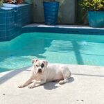 Cookie lounging by the pool.