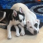 Cookie laid on the floor with a canine friend by her side.