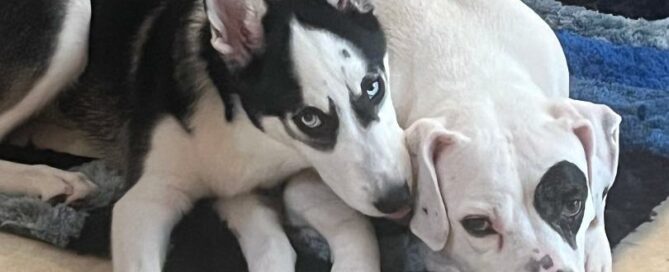 Cookie laid on the floor with a canine friend by her side.