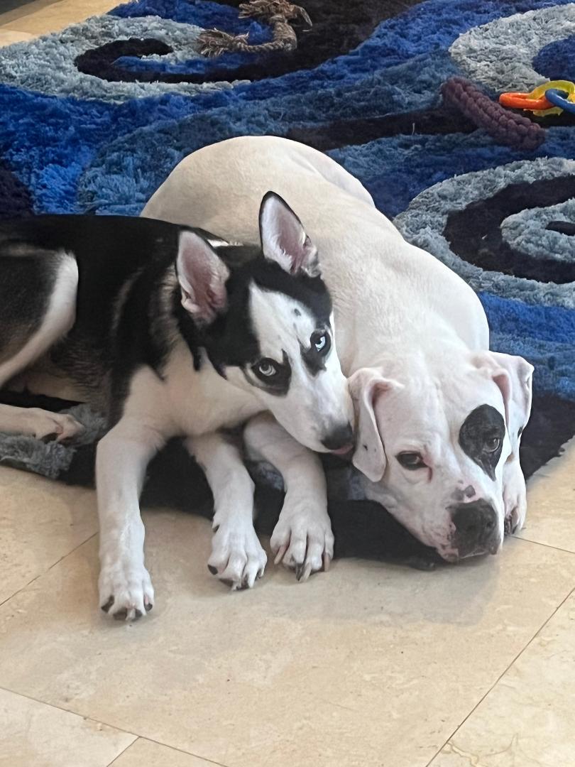 Cookie laid on the floor with a canine friend by her side.