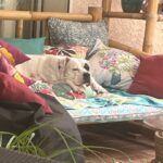 Cookie snoozing on a large chair.