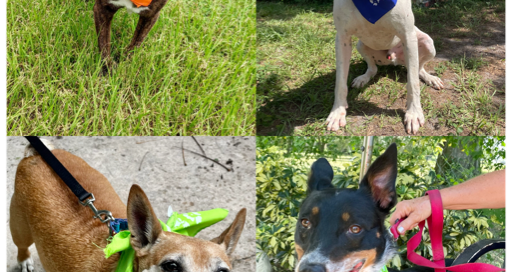 Collage pic showing Brittany, Mallick, Lady Bug and Ajax sitting, sporting their party bandanas.