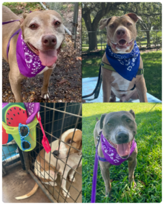 Collage of dogs sitting posing for the camera wearing their bandanas.