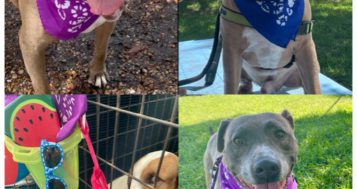 Collage of dogs sitting posing for the camera wearing their bandanas.