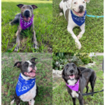 Dawn, Andi, CK, Chewie wearing their bandanas.