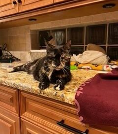 Emmy on the sewing machine counter looking at the camera.